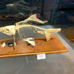 Museu Histórico Municipal de Alfenas - Alfenas