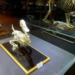 Museu Histórico Municipal de Alfenas - Alfenas