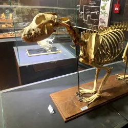 Museu Histórico Municipal de Alfenas - Alfenas