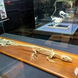 Museu Histórico Municipal de Alfenas - Alfenas