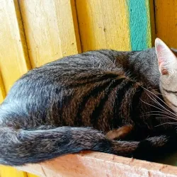 Altamira do Paraná Municipal Park - Altamira do Paraná