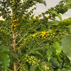 Local Farms and Rural Tourism - Altamira do Paraná