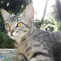 Trilhas Ecológicas (Ecological Trails) - Altamira do Paraná