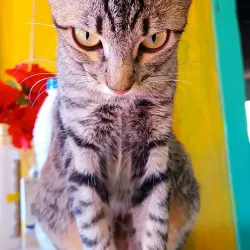 Trilhas Ecológicas (Ecological Trails) - Altamira do Paraná