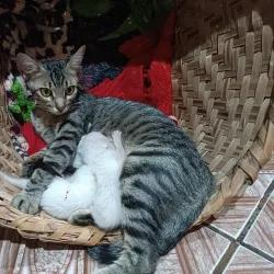 Trilhas Ecológicas (Ecological Trails) - Altamira do Paraná