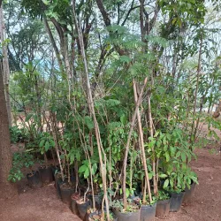 Parque da Fazenda - Aracatuba