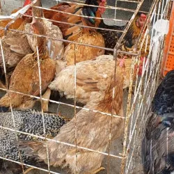 Mercado Público de Arapiraca - Arapiraca