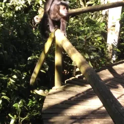 Parque Ecológico Municipal de Araranguá - Araranguá