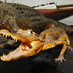 Museu Histórico e Pedagógico Voluntários da Pátria - Araraquara