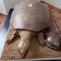 Museu Histórico e Pedagógico Voluntários da Pátria - Araraquara