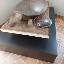 Museu Histórico e Pedagógico Voluntários da Pátria - Araraquara