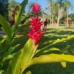 Parque Natural Municipal Raimundo Gonçalez Malta - Balneario Camboriu