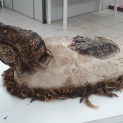 Museu de Barra do Garças - Barra do Garças