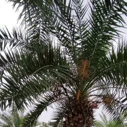 Praça da Matriz - Barra do Garças