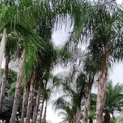 Praça da Matriz - Barra do Garças