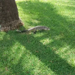 Clube Recreativo de Bebedouro - Bebedouro