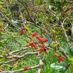 Parque Ecológico Municipal - Bebedouro
