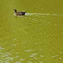 Parque Ecológico Municipal - Bebedouro