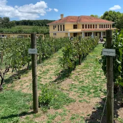 Vinícola Miolo - Bento Gonçalves