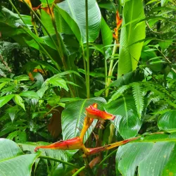 Reserva Ecológica do Guaratuba - Bertioga