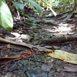 Reserva Ecológica do Guaratuba - Bertioga