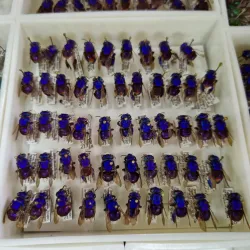 Museu Integrado de Roraima (MIR) - Boa Vista