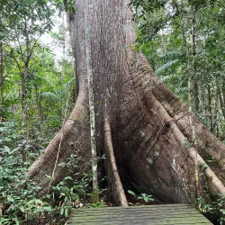 Parque Nacional do Viruá - Boa Vista
