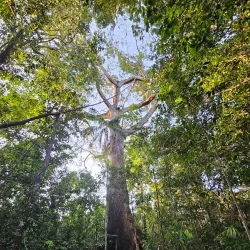 Parque Nacional do Viruá - Boa Vista