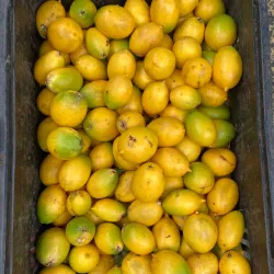 Feira do Produtor - Cachoeirinha