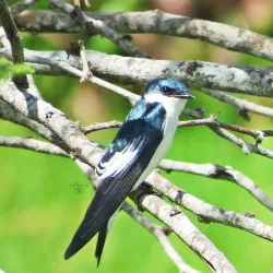 Parque Ambiental Bodocongó - Campina Grande
