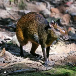 Bosque dos Jequitibás - Campinas