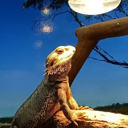Museu de História Natural de Campinas - Campinas