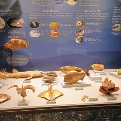 Museu de História Natural de Campinas - Campinas