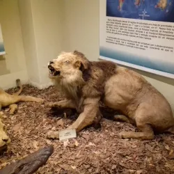 Museu de História Natural de Campinas - Campinas