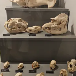 Museu de História Natural de Campinas - Campinas