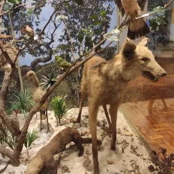 Museu de História Natural de Campinas - Campinas