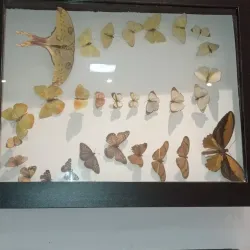 Museu de História Natural de Campinas - Campinas