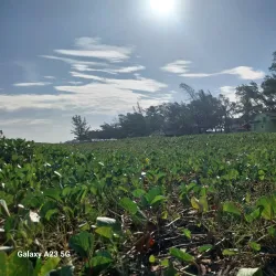 Praia do Farol de São Thomé - Campos dos Goytacazes