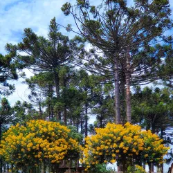 Parque Natural Municipal das Araucárias - Canoinhas
