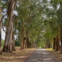 Parque Natural Municipal das Araucárias - Canoinhas