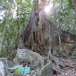Parque Estadual da Serra do Mar - Núcleo Caraguatatuba - Caraguatatuba
