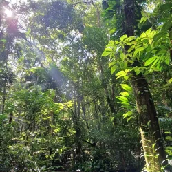 Parque Estadual da Serra do Mar - Núcleo Caraguatatuba - Caraguatatuba