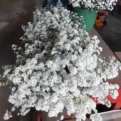 Parque 18 de Maio - Caruaru