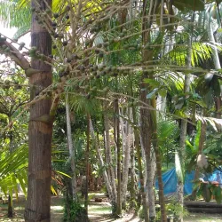 Praia do Rio Guamá - Castanhal