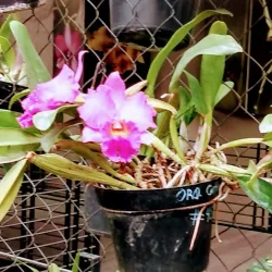 Parque do Bicentenário - Catanduva