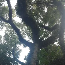 Parque das Palmeiras - Concórdia