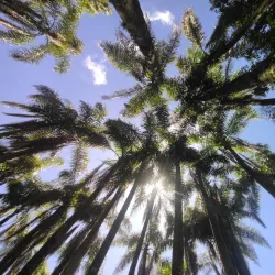 Parque das Palmeiras - Concórdia