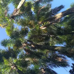 Parque das Palmeiras - Concórdia