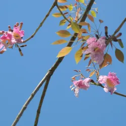 Parque Natural Municipal - Concórdia