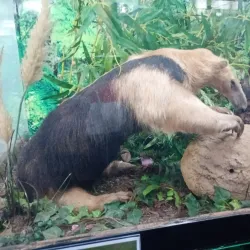 Museu de Zoologia da Unesc - Criciuma